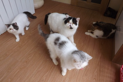 店内の猫